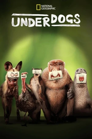  Les Outsiders du Monde Animal - Saison 1 affiche 